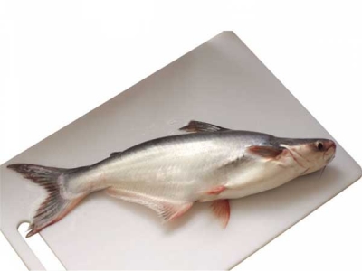 Pangasius